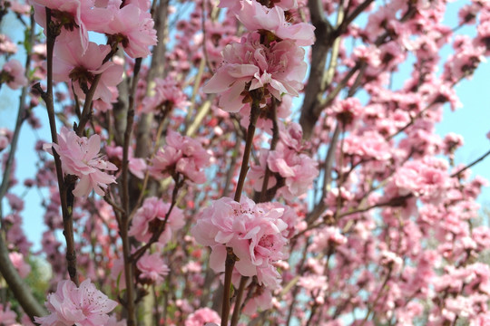桃花