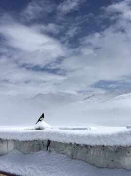 冰雪里面的小鸟