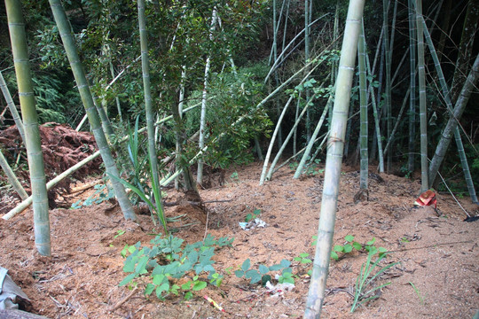 山体滑坡倒下的竹子