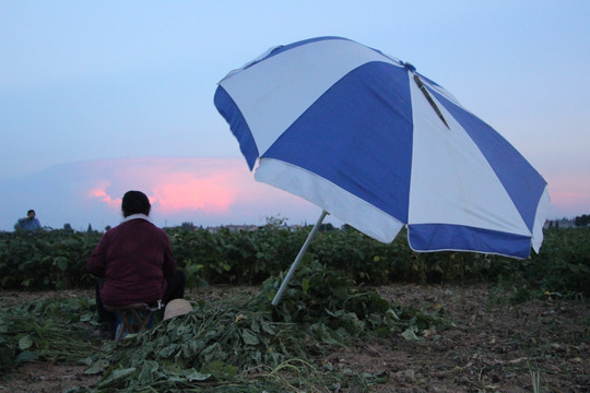 夕阳美 劳动更美