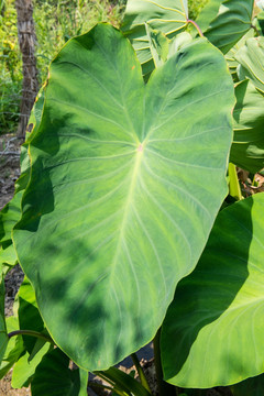 芋头叶子 芋头叶子特写 毛芋