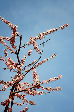 春风中盛开的桃花