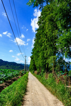 农业农田 农村荷塘 荷塘 农村