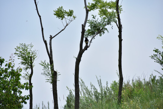 喜鹊站立树枝，树上的喜鹊