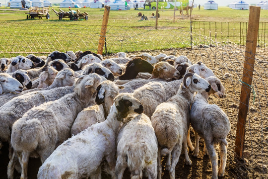 羊栏 草原羊群