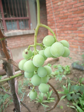青葡萄