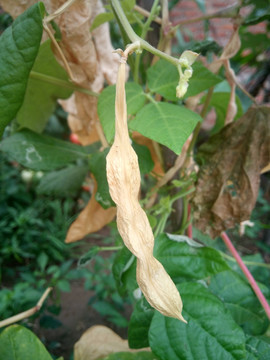 豆荚