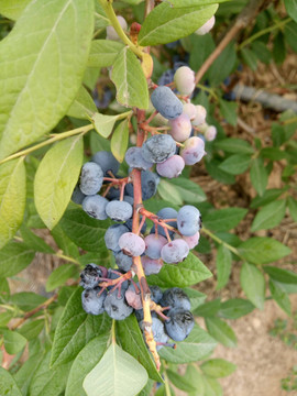 新鲜蓝莓