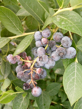 高清蓝莓