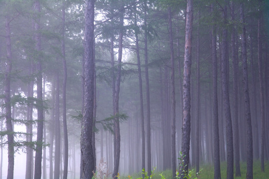 树林清晨晨雾