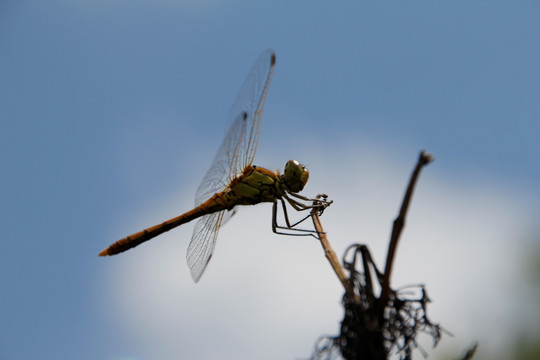 蜻蜓 飞机 轰炸机 蚊子 益虫