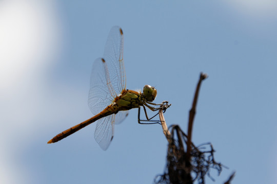 蜻蜓 飞机 轰炸机 蚊子 益虫