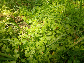 绿色植物