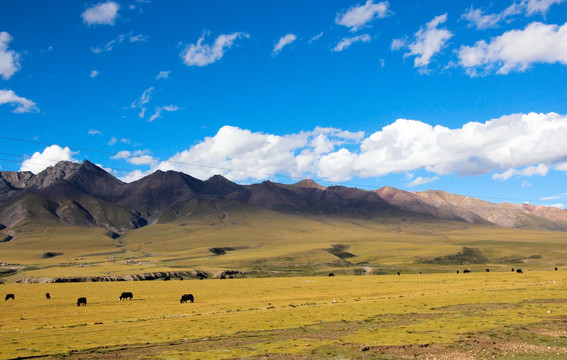 青藏高原高山下的牧场
