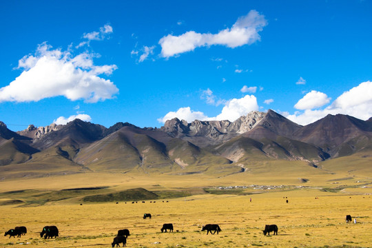 青藏高原高山下的牧场