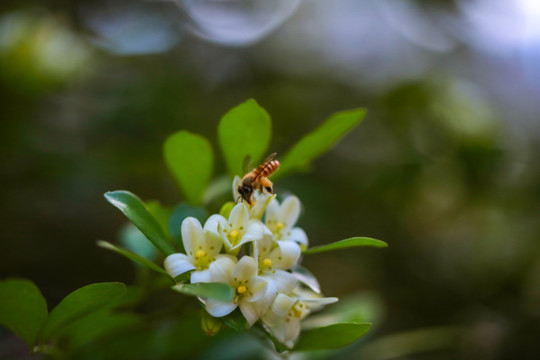 蜜蜂 花蜜