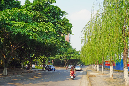 城市道路 行道树 城市绿化