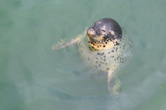 海狗