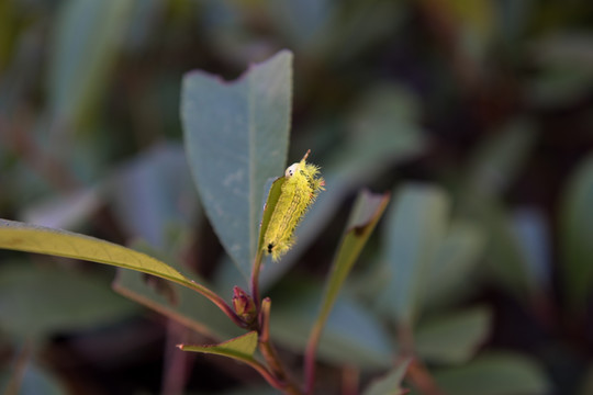 两色绿刺蛾 害虫 植物害虫 吃