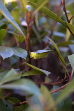 两色绿刺蛾 害虫 植物害虫 吃