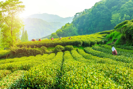 杭州西湖龙井茶园