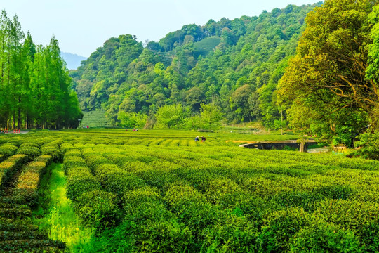 杭州西湖龙井茶园