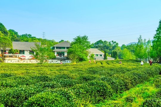 杭州西湖龙井茶园