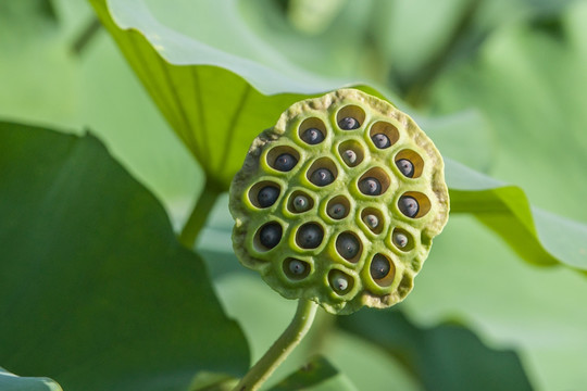 莲蓬