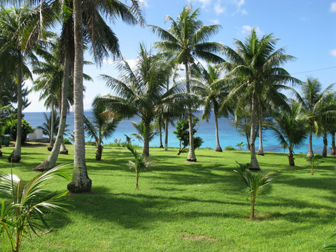 椰林海景