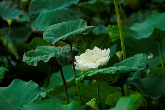 荷花 莲花