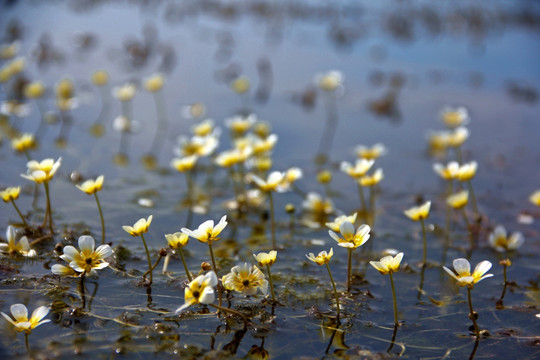 青海湖野花 毛莨花