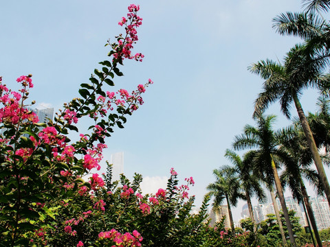 紫薇花 紫薇树 背景 插图