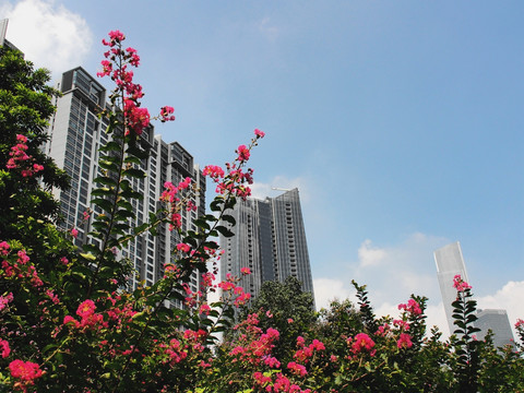 紫薇花 园林 背景 紫薇树