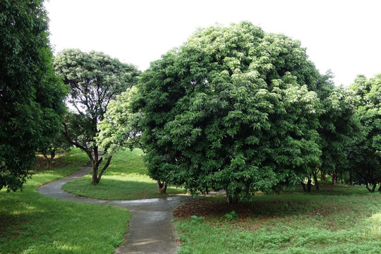 荔枝树林