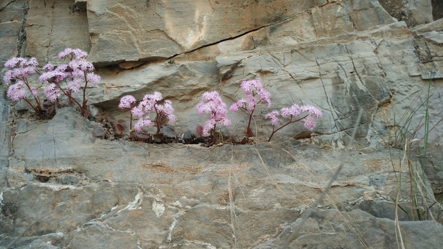 岩石花卉