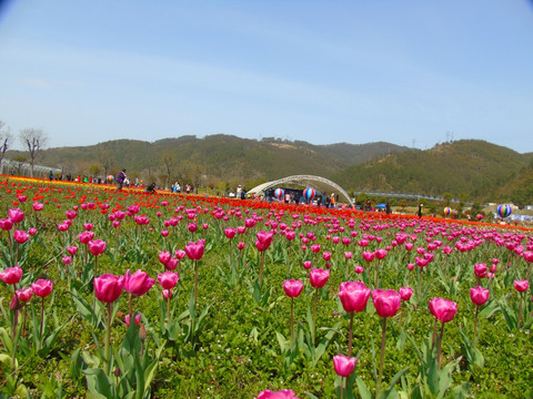 郁金香