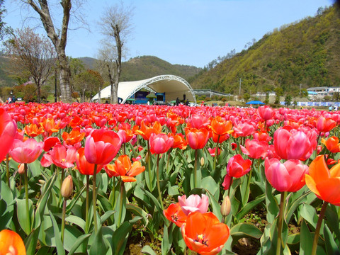 郁金香