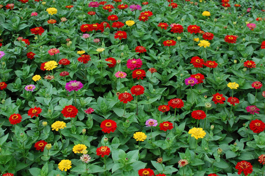 花 花卉 鲜花 花海 花草