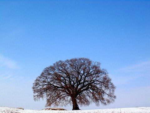 冰天雪地 古枫