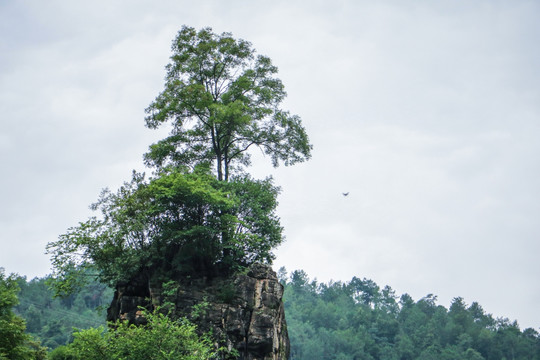 风景树