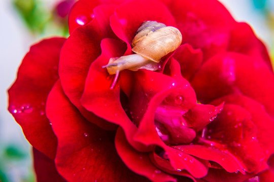蜗牛和花朵