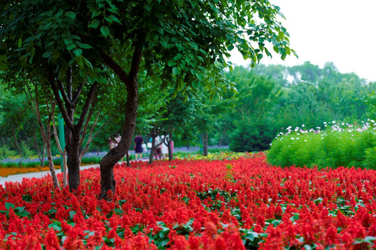 绿树花草