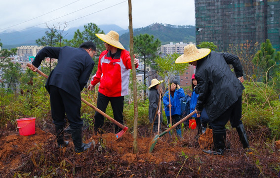 绿化 植树