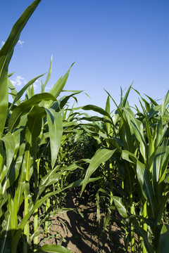 玉米种植  蓝天