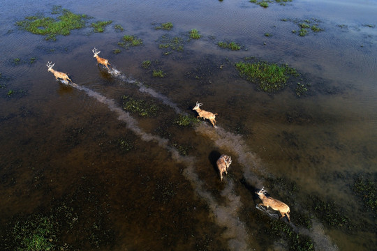 盐城大丰国家海涂湿地公园麋鹿群