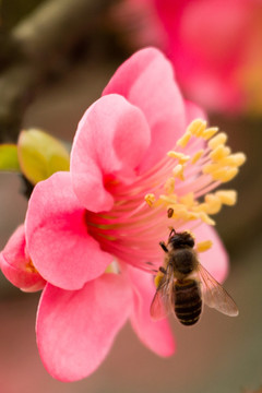 海棠花和蜜蜂