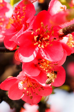 海棠花和蜜蜂