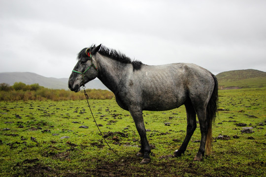 红原草原上的马