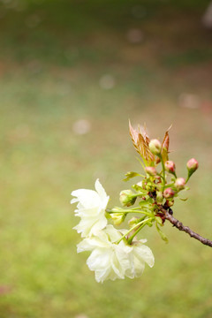 粉白淡雅的樱花