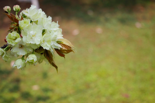 一束粉白色樱花